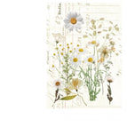 Daisy
